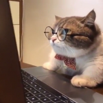 cat wearing glasses