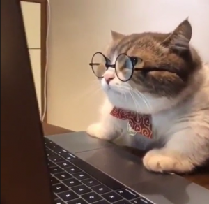 cat wearing glasses